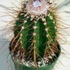 Melocactus_longispina